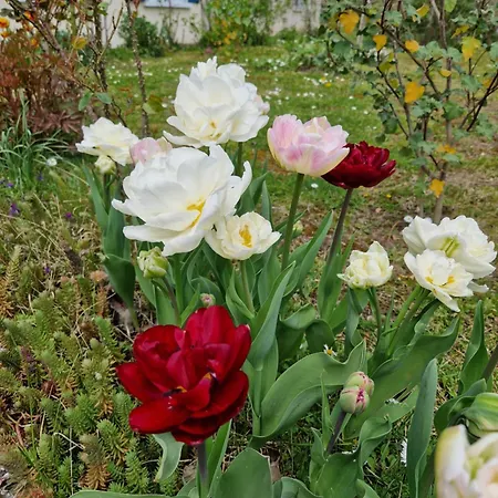 La Canadienne Évreux